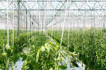 Buscando un sistema de cultivo que capte agua a partir de la humedad ambiental - Foto UOC