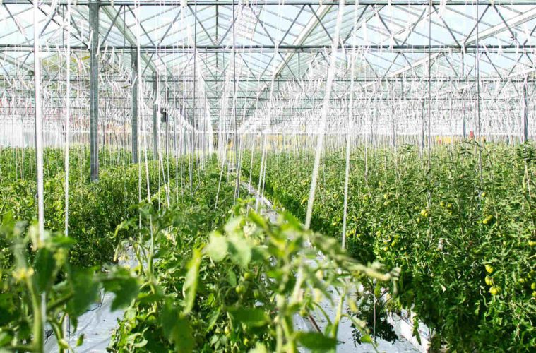 Buscando un sistema de cultivo que capte agua a partir de la humedad ambiental - Foto UOC