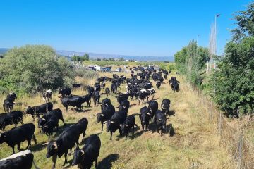 El papel de la trashumancia en el mantenimiento de las razas locales europeas