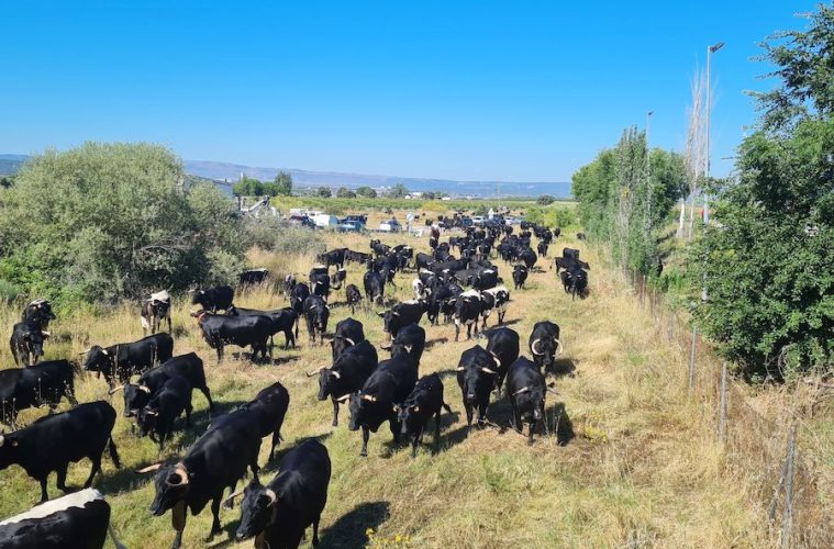 El papel de la trashumancia en el mantenimiento de las razas locales europeas
