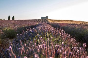 Festival de la Lavanda en flor en la Alcarria madrileña