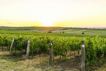 Más de 37 millones de euros para proyectos innovadores agroalimentarios y forestales