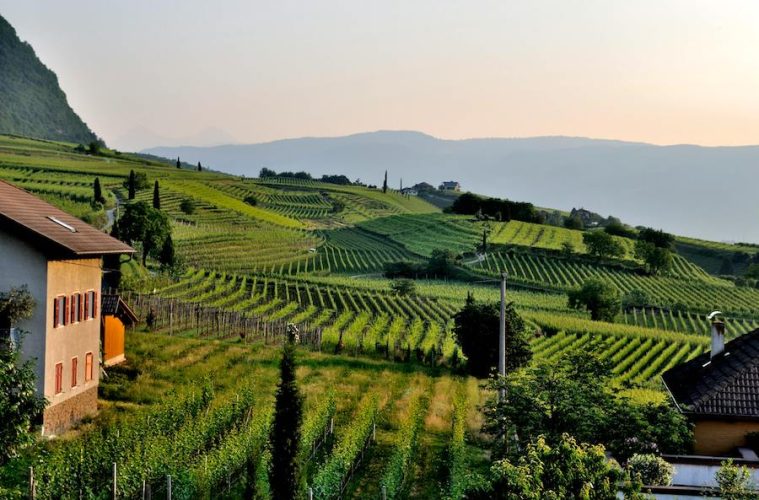 El sector del vino europeo, preocupado por su situación futura