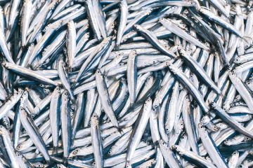 Más de 2,5 toneladas de pescado decomisado para los bancos de alimentos