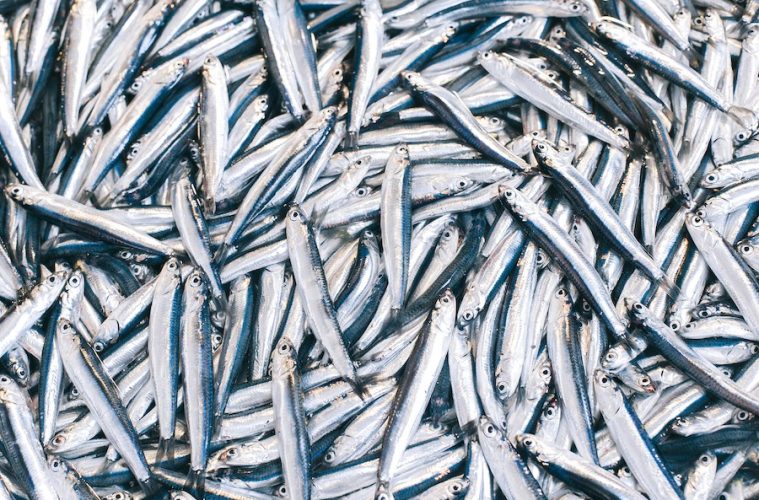 Más de 2,5 toneladas de pescado decomisado para los bancos de alimentos