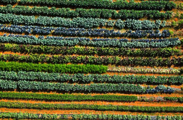 TerraCert, proyecto europeo de formación en agricultura regenerativa