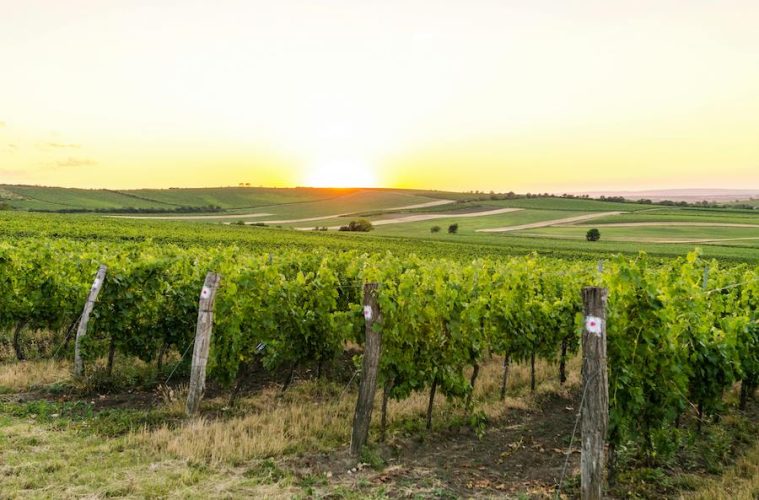 Ya se conocen las autorizaciones para nuevas plantaciones de viñedo