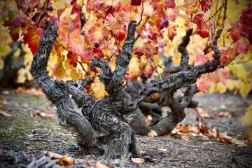 Zaragoza quiere ser Capital Mundial de la Garnacha