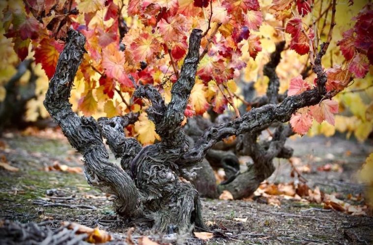 Zaragoza quiere ser Capital Mundial de la Garnacha