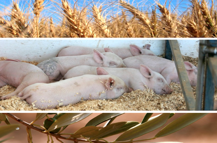 2023, buen año para las exportaciones agroalimentarias y pesqueras españolas