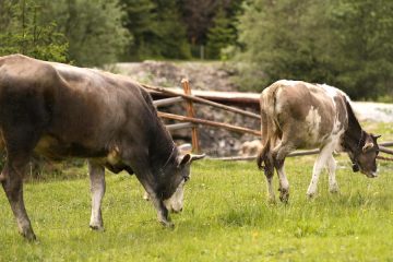 Agroasesor, servicio gratuito de ayuda en la gestión de explotaciones agrícolas y ganaderas