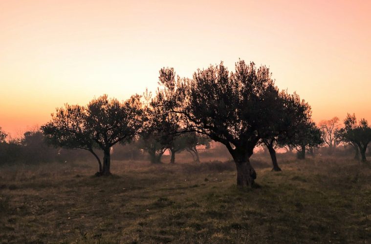 Aprovechando los restos de poda de olivo para controlar la humedad en la industria agroalimentaria