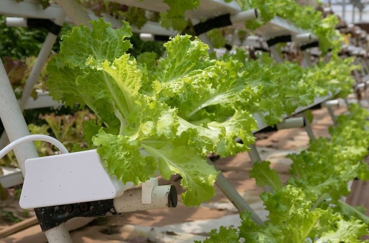 Buscando empresas agrícolas pioneras en digitalización y sostenibilidad