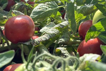 Cada vez más cultivo de tomate para industria en Navarra