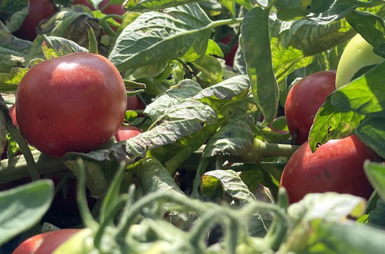 Cada vez más cultivo de tomate para industria en Navarra