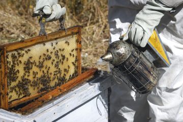 Controlar los ahumadores de colmenas, clave para evitar incendios - Foto: D. Sinova