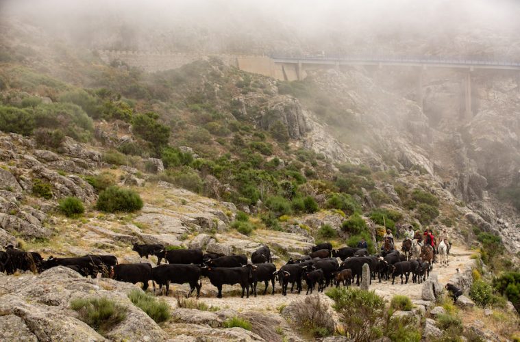 Fotos sobre la trashumancia que son de premio - Foto primer premio