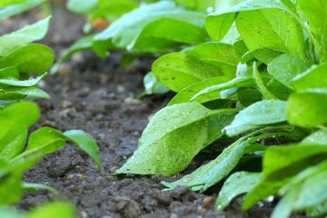 Los sistemas de regadío en la agricultura española, cada vez más eficientes