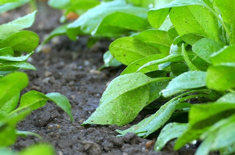 Los sistemas de regadío en la agricultura española, cada vez más eficientes