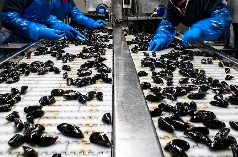 Plan de ayudas a la producción y comercialización de pesca y acuicultura