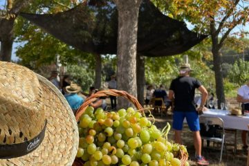 Propuestas para vivir la vendimia del cava en las propias bodegas