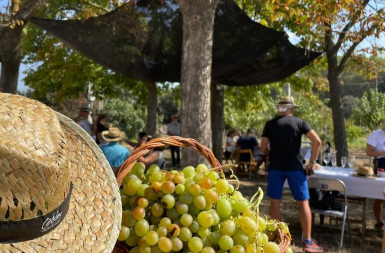 Propuestas para vivir la vendimia del cava en las propias bodegas