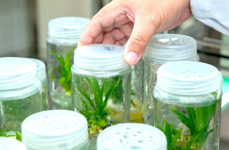 StartBEC, programa de impulso para empresas emergentes en bioeconomía agroalimentaria - Foto MAPA