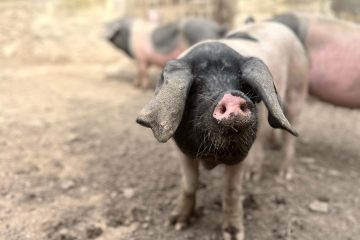 Acuerdo transfronterizo para la conservación de la antigua raza porcina Euskal Txerria