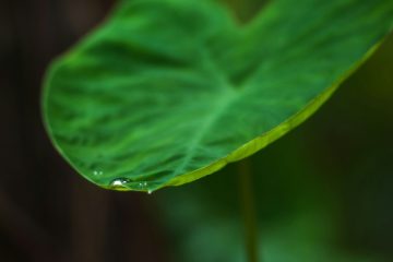 Bacterias beneficiosas que ayudan a las plantas a absorber más agua y nutrientes