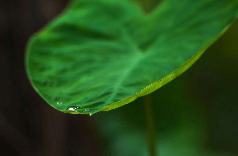 Bacterias beneficiosas que ayudan a las plantas a absorber más agua y nutrientes