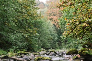 Bioinnova, nuevo concurso para productores de alimentos de origen forestal