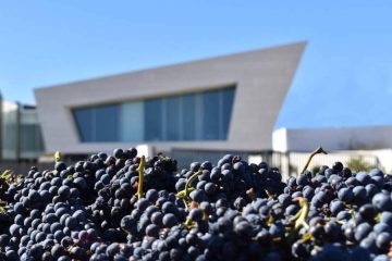 Cariñena quiere ser Ciudad Europea del Vino 2025 Foto Ruta del Vino Cariñena