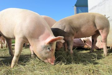 El sector porcino, dispuesto a avanzar hacia la circularidad