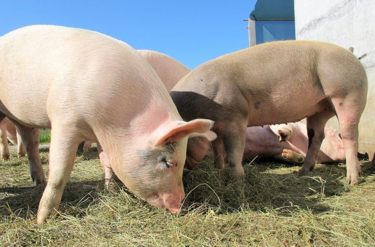 El sector porcino, dispuesto a avanzar hacia la circularidad