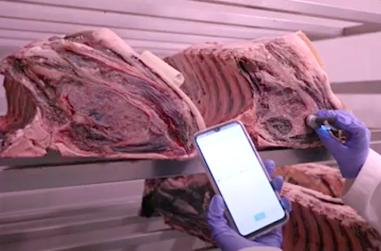 Formación al sector sobre carne madurada segura y de calidad