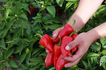 La campaña del piquillo de Lodosa comienza con un importante aumento de la superficie cultivada