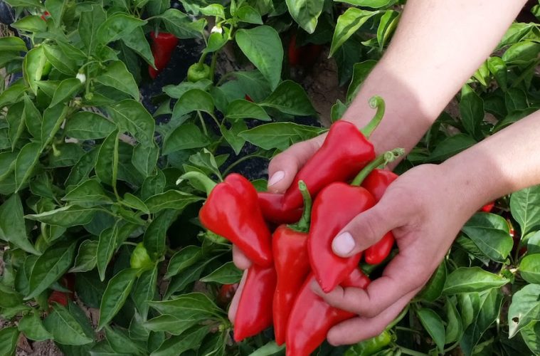 La campaña del piquillo de Lodosa comienza con un importante aumento de la superficie cultivada