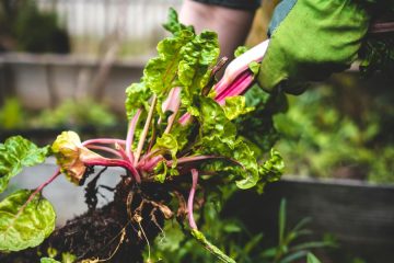 La petición de Slow Food al G7 por una alimentación buena, limpia y justa para todos