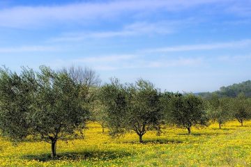 Vita-Terra, proyecto para transformar suelos infértiles en vivos y productivos para el olivo