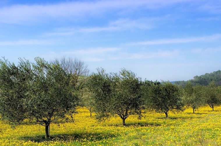 Vita-Terra, proyecto para transformar suelos infértiles en vivos y productivos para el olivo