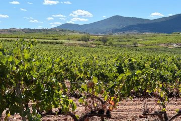 ¿Ayudaría un arranque social del viñedo a solucionar la crisis del sector? Foto UPA