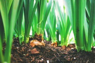 Cada vez más explotaciones en España se acercan a la agricultura regenerativa