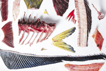 Claves para aprovechar y cocinar casi la totalidad de las especies de pescados