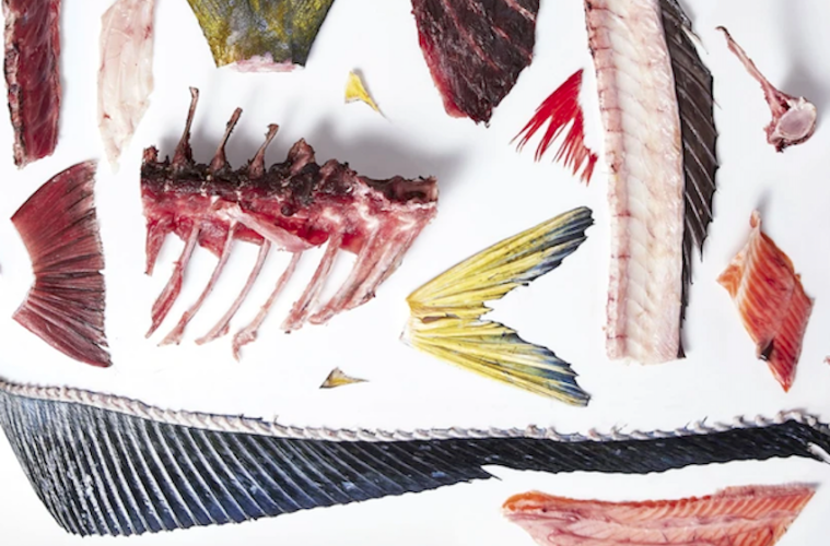 Claves para aprovechar y cocinar casi la totalidad de las especies de pescados