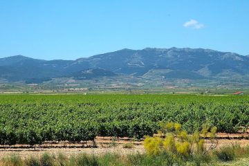 Desde hoy, nueva Denominación de Origen Protegida de vino de pago Urbezo Foto MAPA