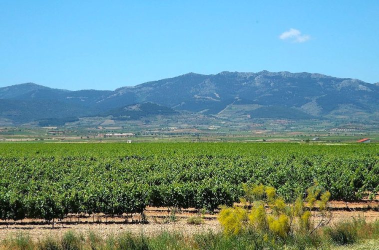 Desde hoy, nueva Denominación de Origen Protegida de vino de pago Urbezo Foto MAPA