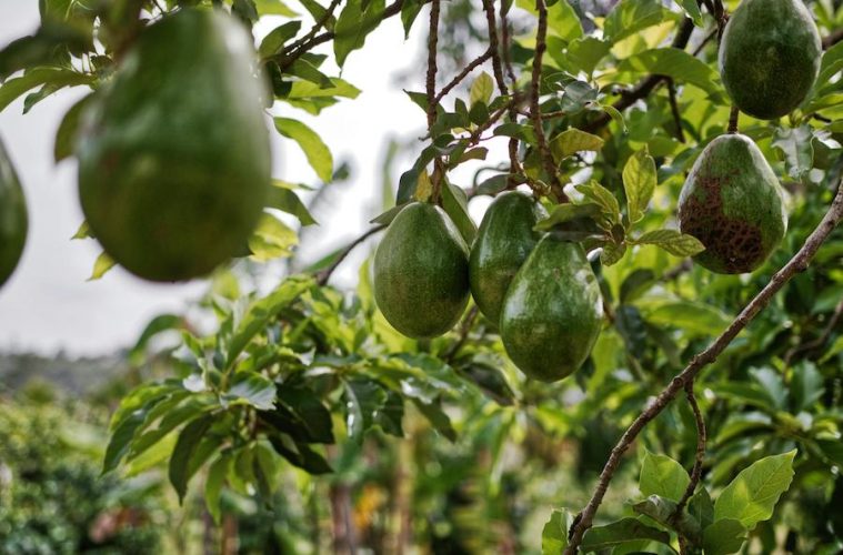 El aguacate se reivindica como opción sostenible frente a la polémica por el consumo de agua