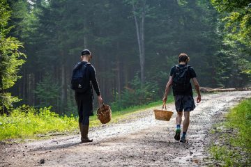 Es temporada de setas. Claves para recogerlas con seguridad