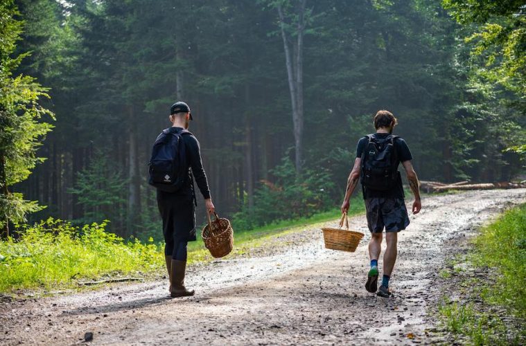 Es temporada de setas. Claves para recogerlas con seguridad