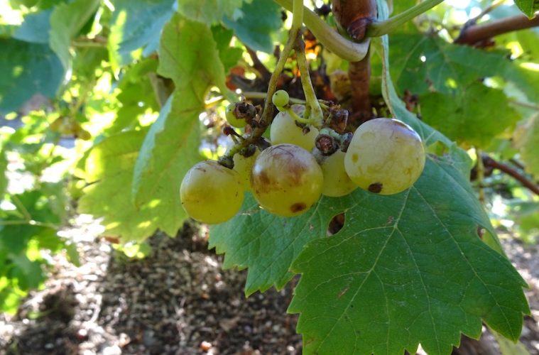 Hebén, variedad de uva centenaria recuperada en Madrid